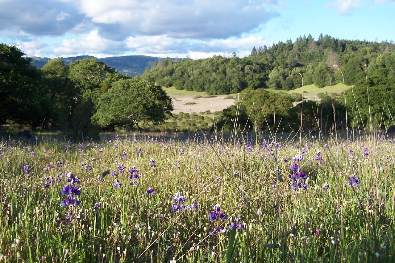 Lupines blooming in Trione-Annadel State Park