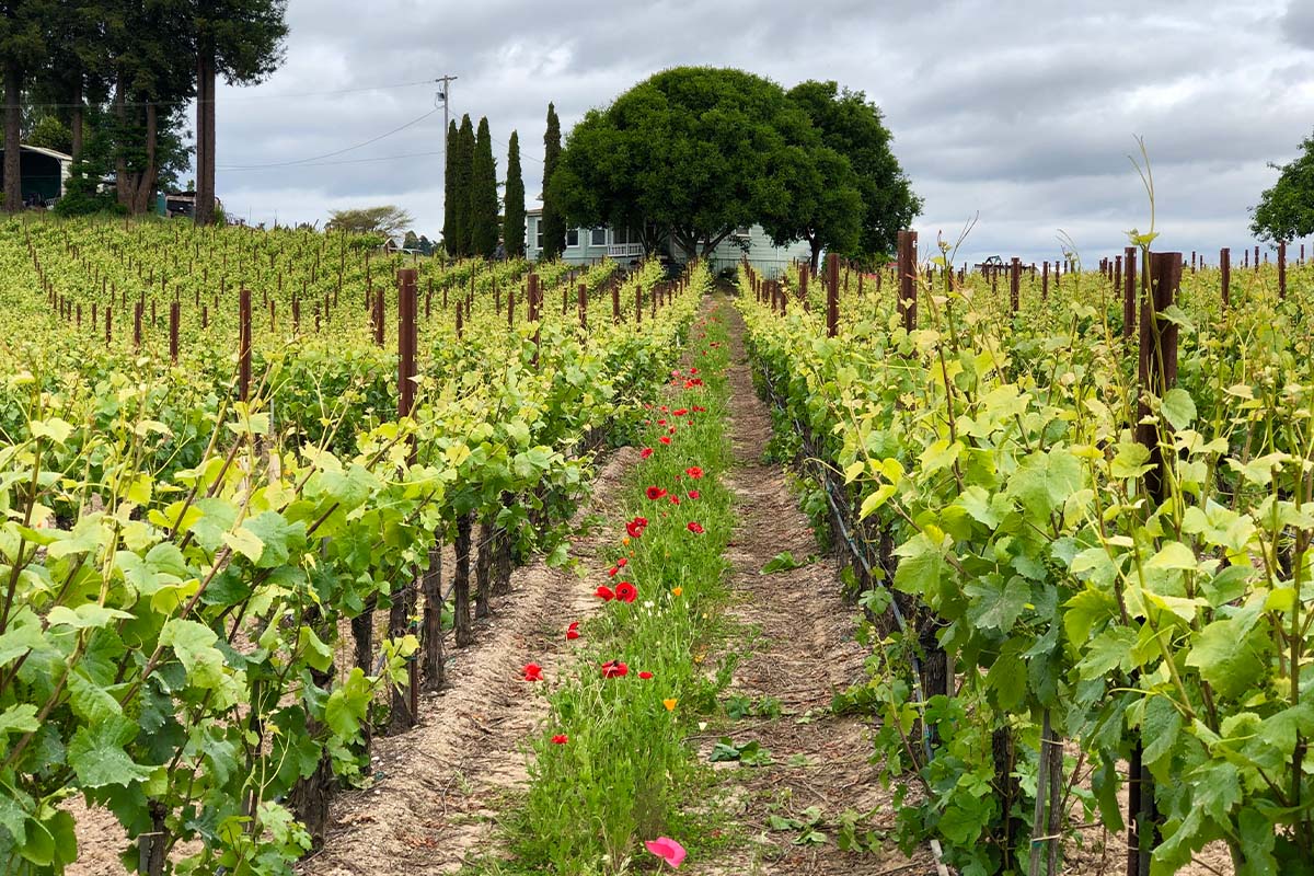 Vineyard rows in Sonoma County
